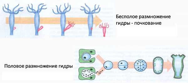 Кракен даркнет только через стор
